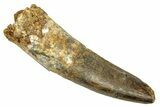 Fossil Spinosaurus Tooth - Real Dinosaur Tooth #257474-1